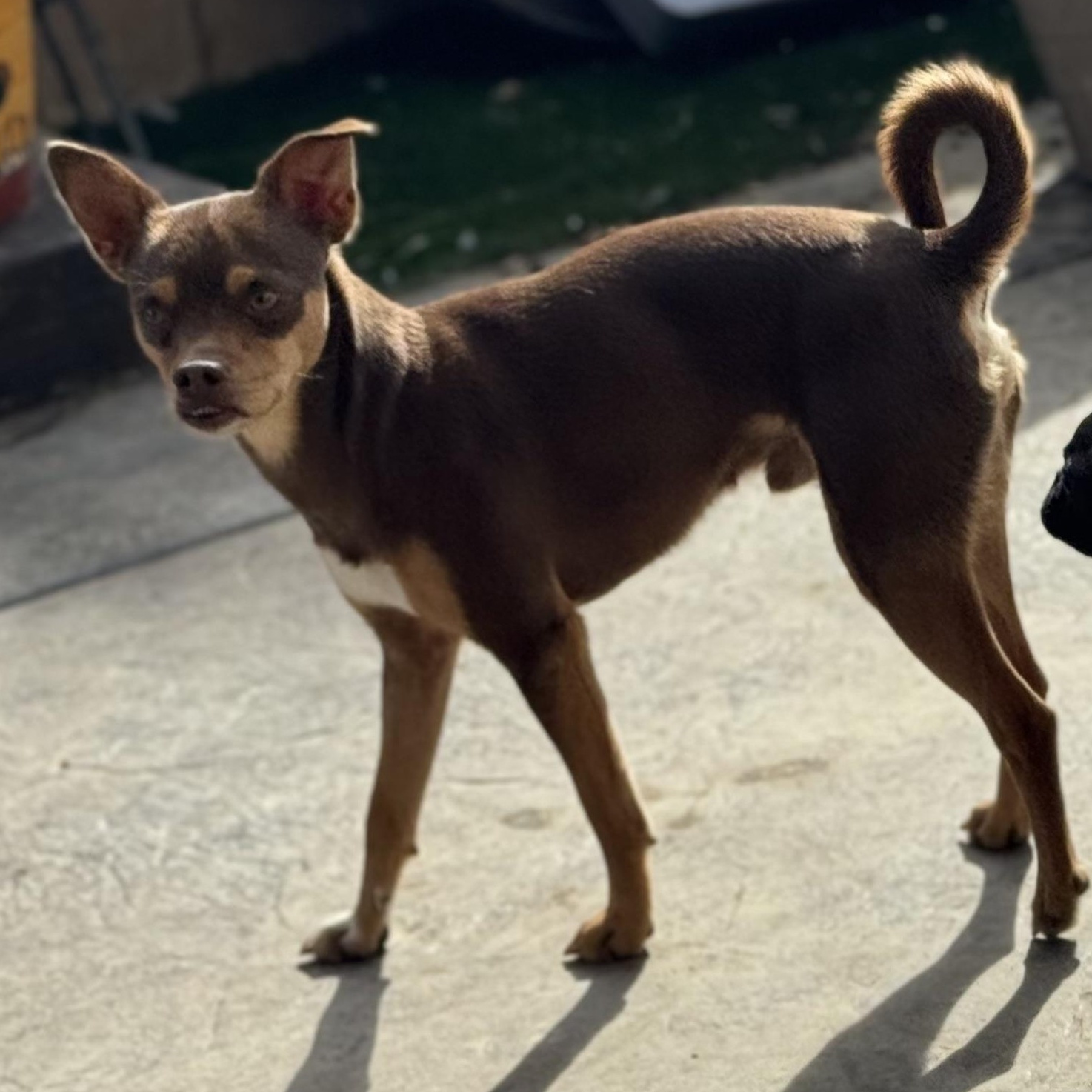 Mr. Gentle Pinto Bean, Adoptable, Adult Male Chihuahua & Dachshund.