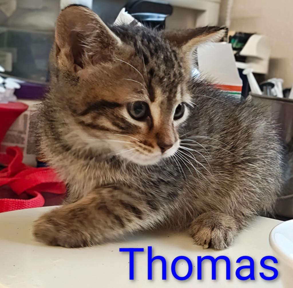 Thomas, Adoptable, Kitten Male Domestic Medium Hair.