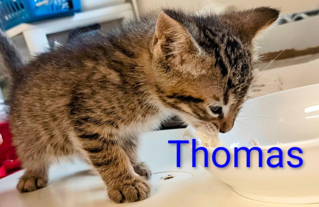Thomas, a Adoptable mixed breed in Mena, AR image 2/3