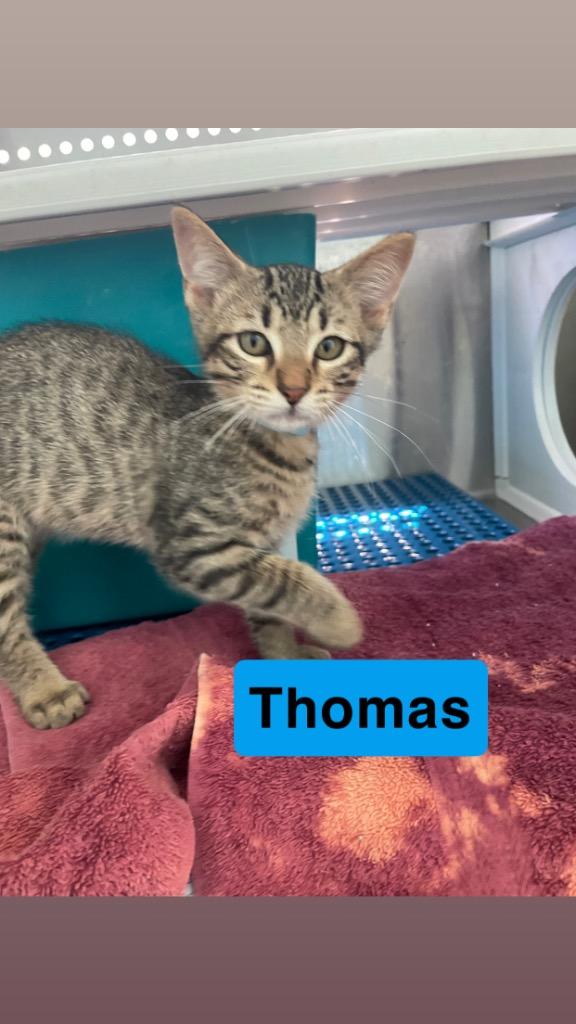 Thomas, a Adoptable mixed breed in Mena, AR image 3/3