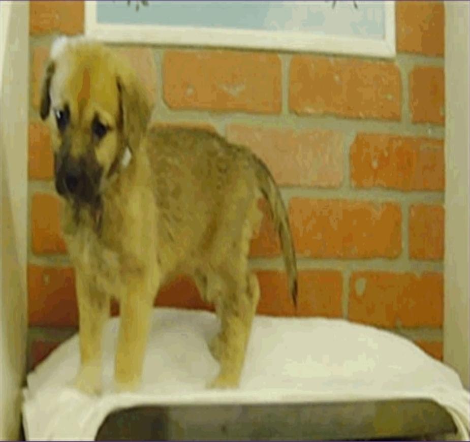 Edith, Adoptable, Puppy Female Labrador Retriever & Great Pyrenees.