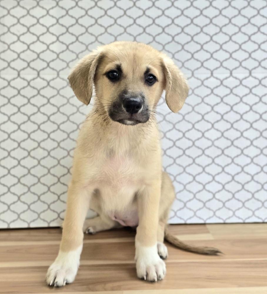 Enlarge Edith, a Adopted mixed breed in Sedalia, CO image 2/5