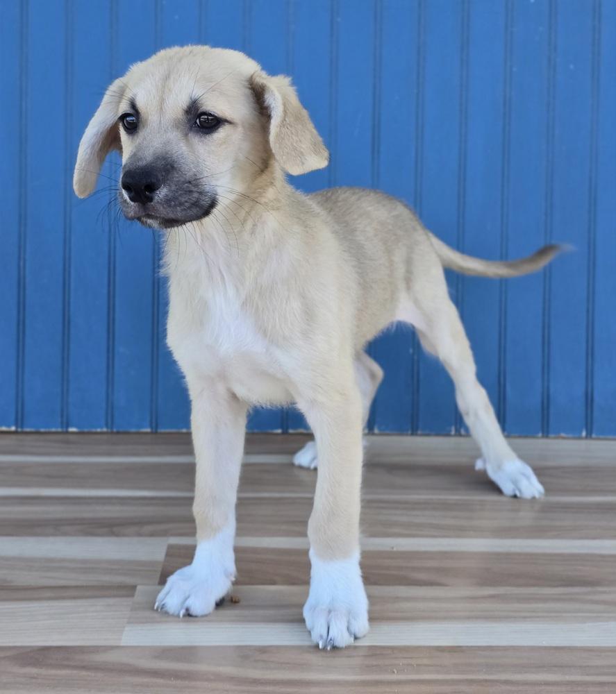 Enlarge Edith, a Adopted mixed breed in Sedalia, CO image 3/5