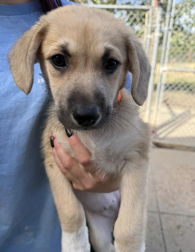 Enlarge Edith, a Adopted mixed breed in Sedalia, CO image 4/5
