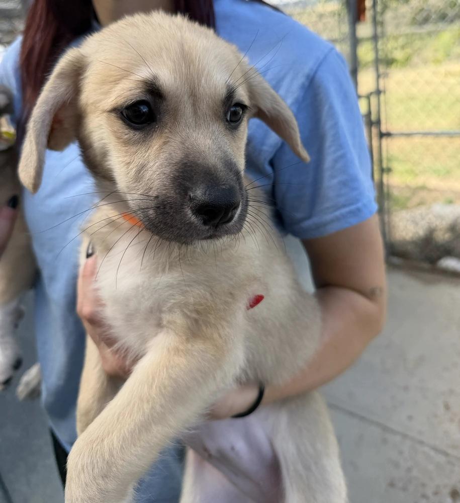 Enlarge Edith, a Adopted mixed breed in Sedalia, CO image 5/5