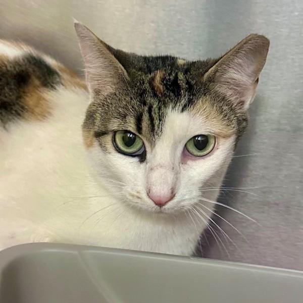 Ketchup, Adoptable, Young Female Domestic Short Hair.