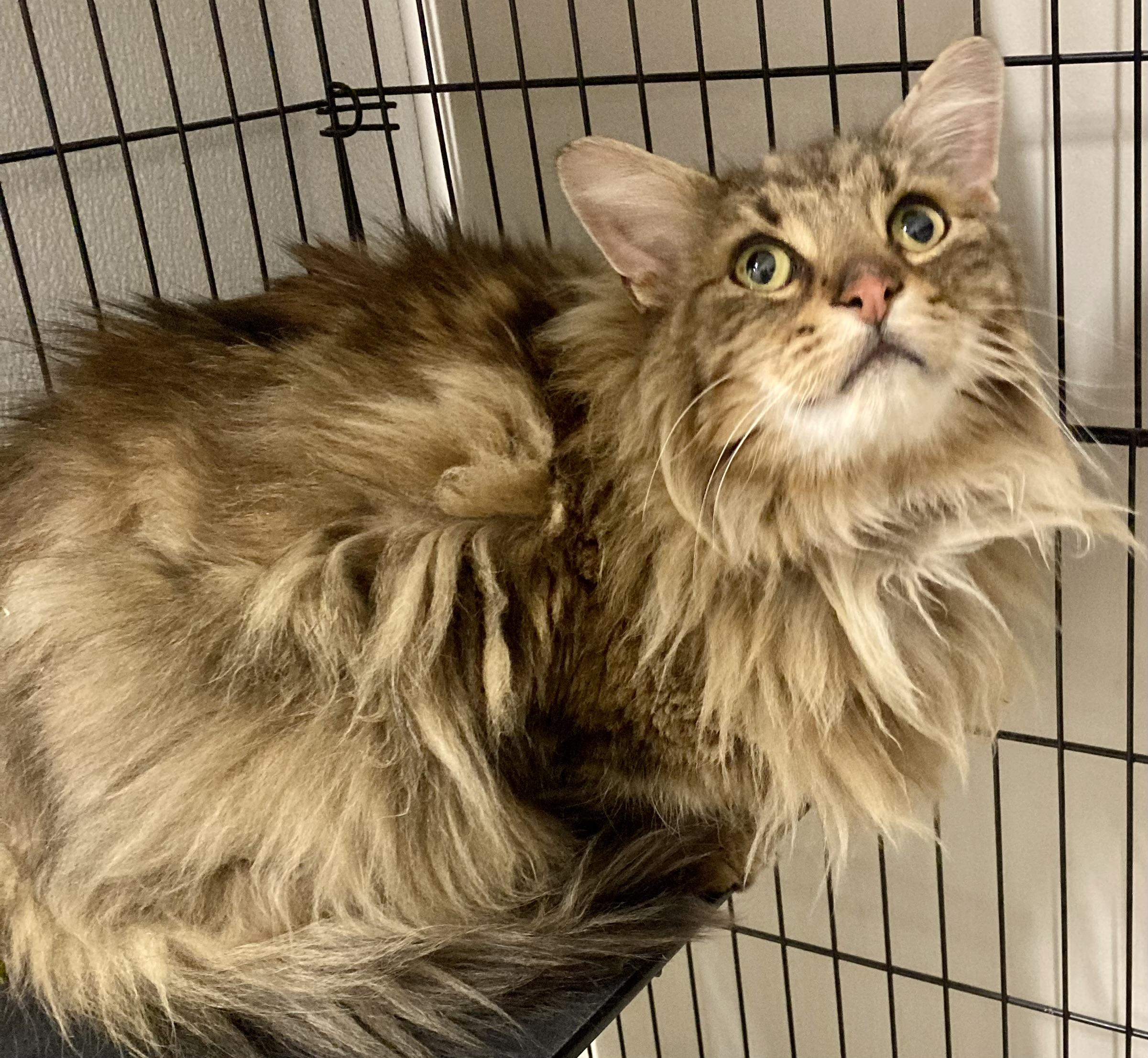 Enlarge Aslan, a ADOPTABLE mixed breed in Sandusky, MI image 3/3