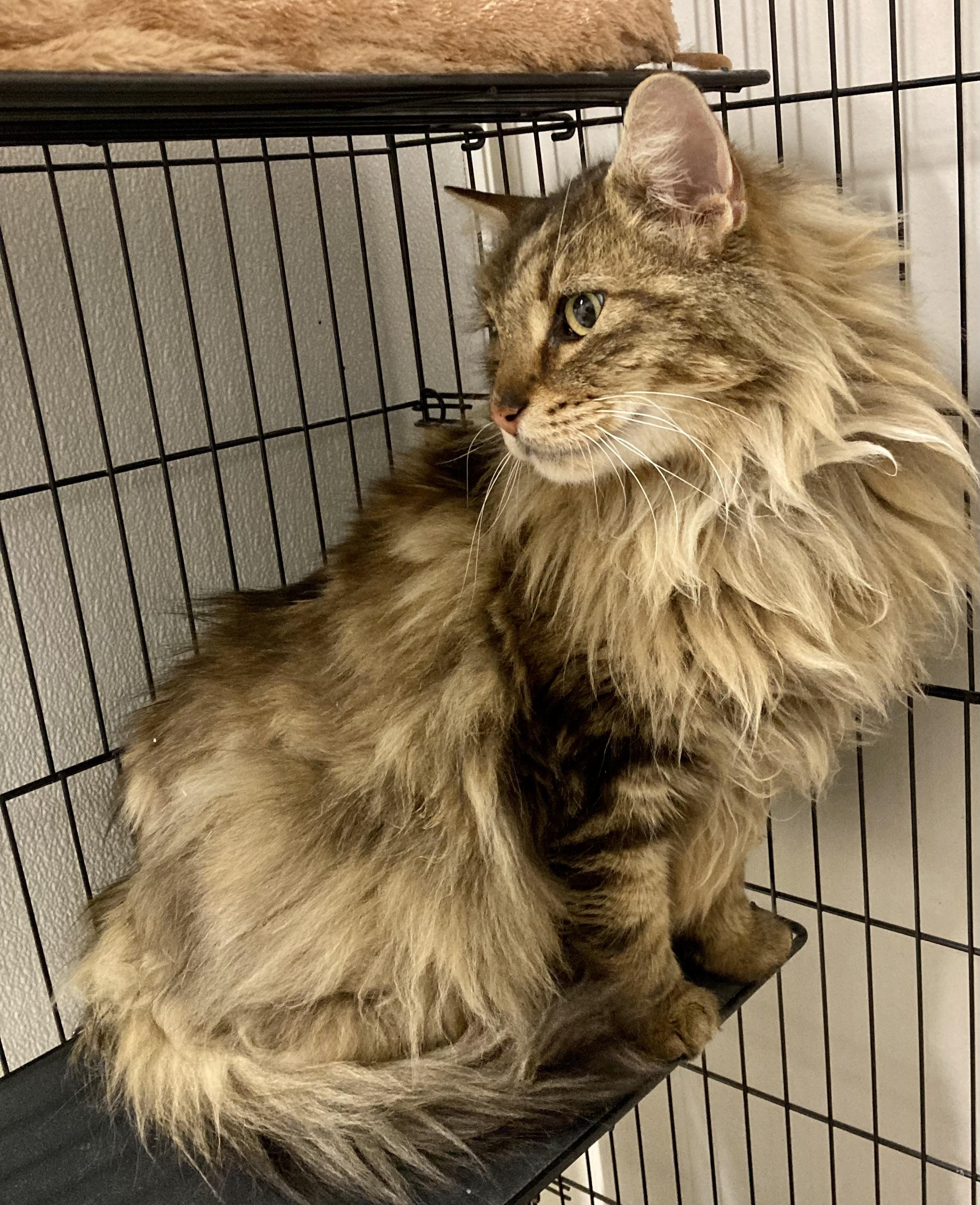 Enlarge Aslan, a ADOPTABLE mixed breed in Sandusky, MI image 2/3
