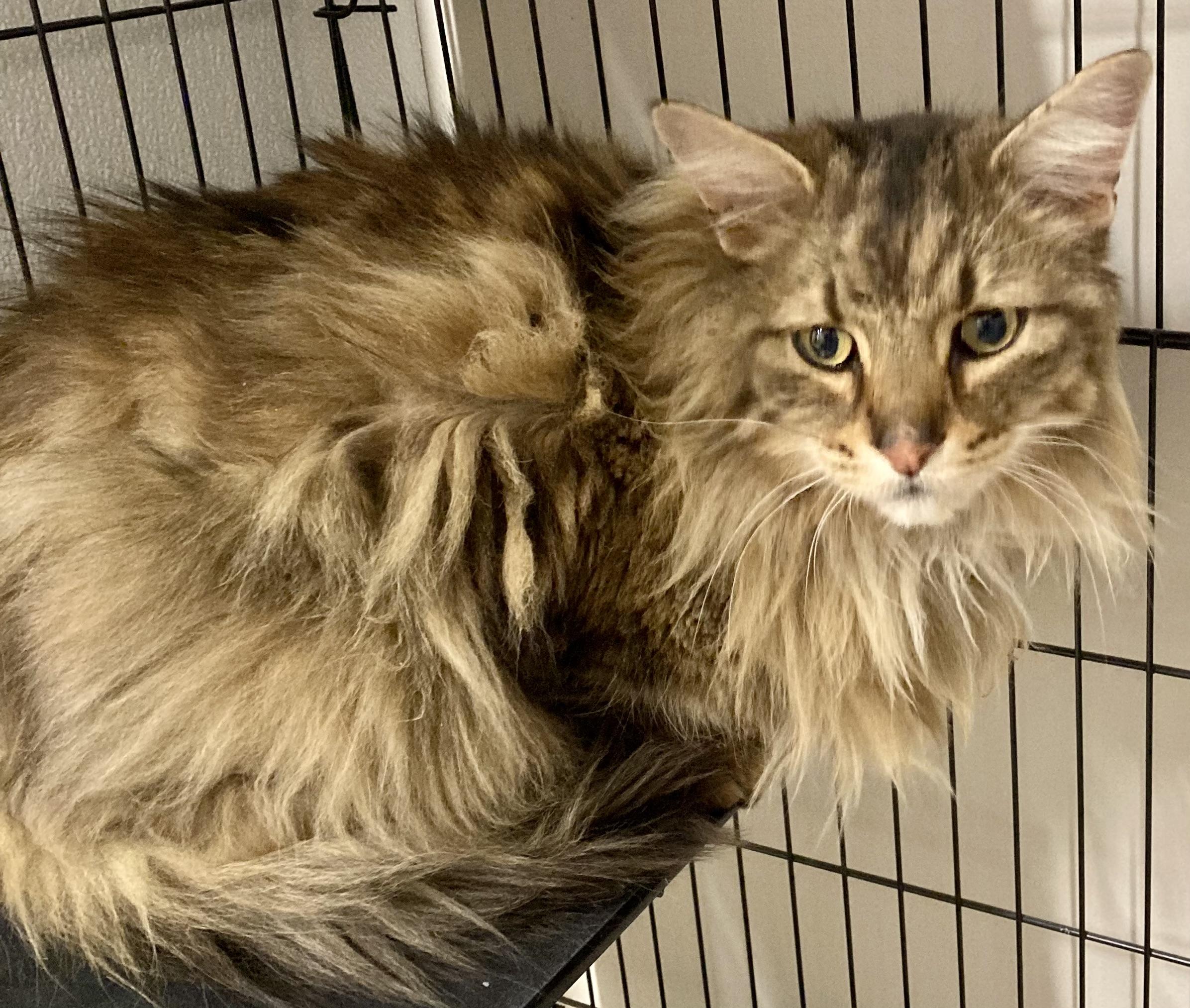 Enlarge Aslan, a ADOPTABLE mixed breed in Sandusky, MI image 1/3