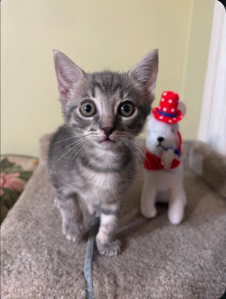 Misty, a Adoptable mixed breed in San Jacinto, CA image 1/2