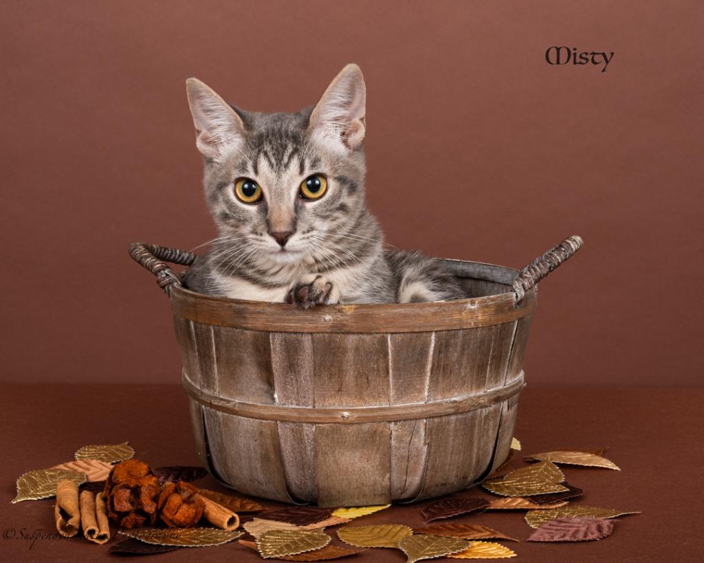 Misty, a Adoptable mixed breed in San Jacinto, CA image 2/2