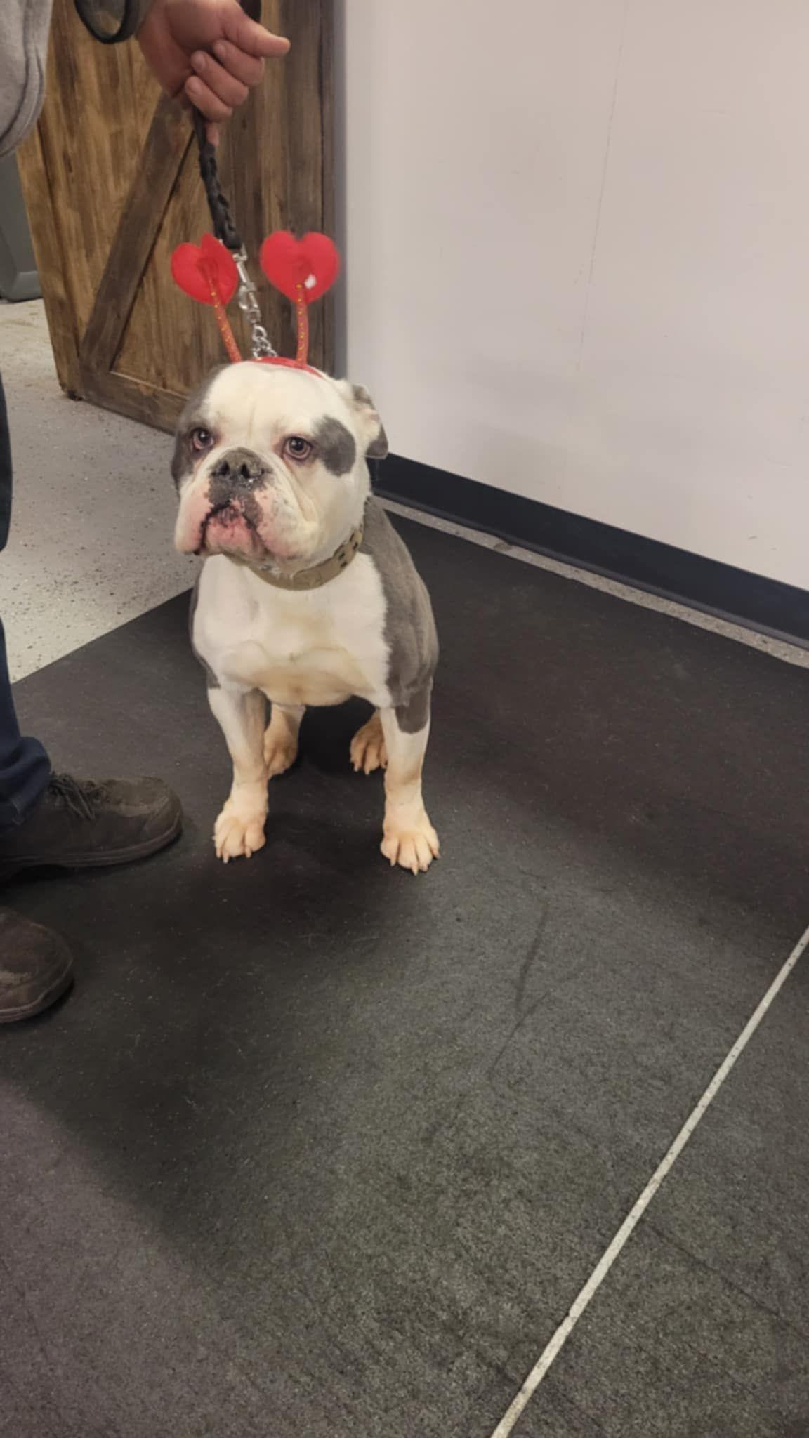 Enlarge Lumpy, a Adopted English Bulldog in Muskego, WI image 1/6