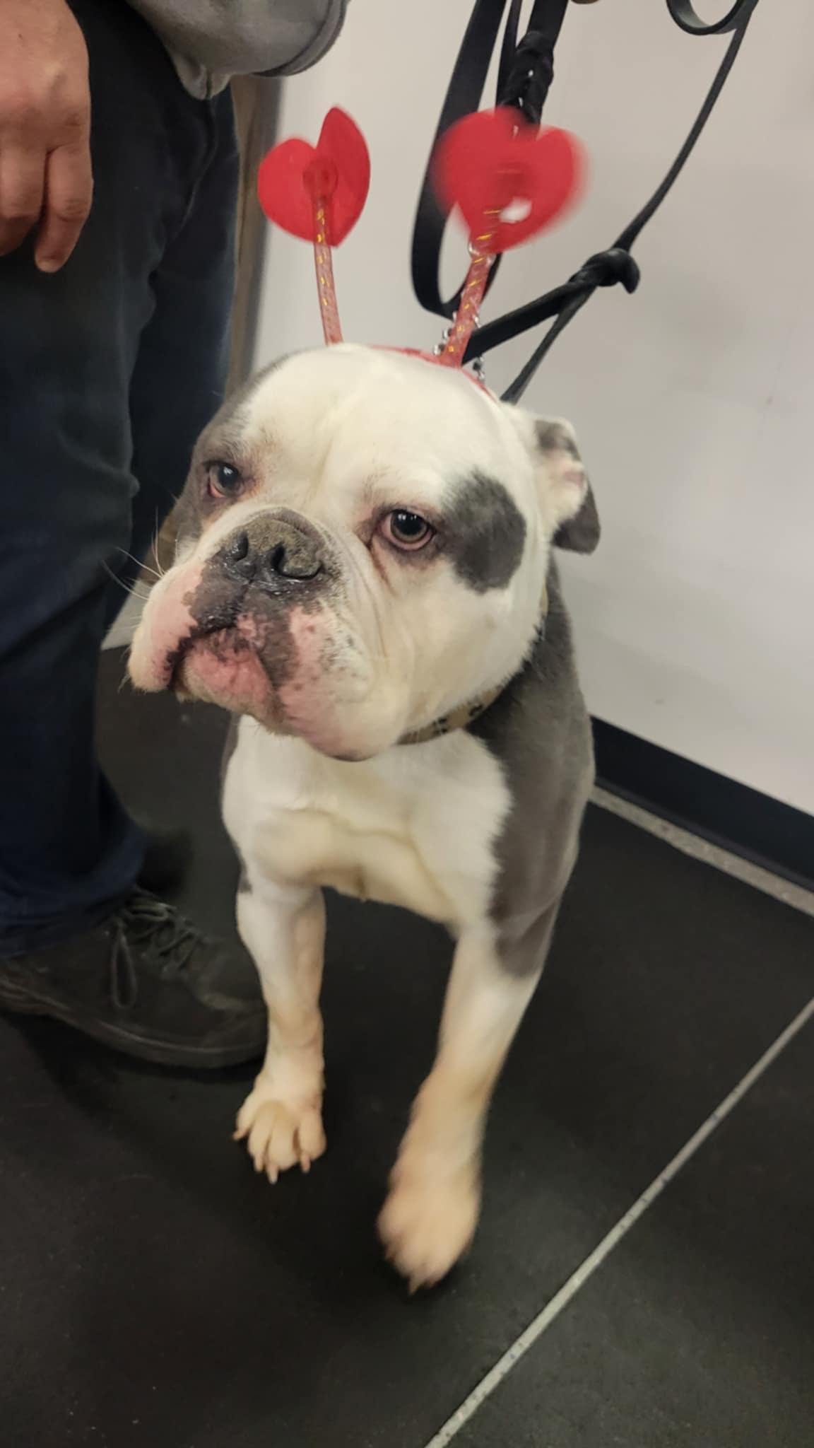 Enlarge Lumpy, a Adopted English Bulldog in Muskego, WI image 6/6