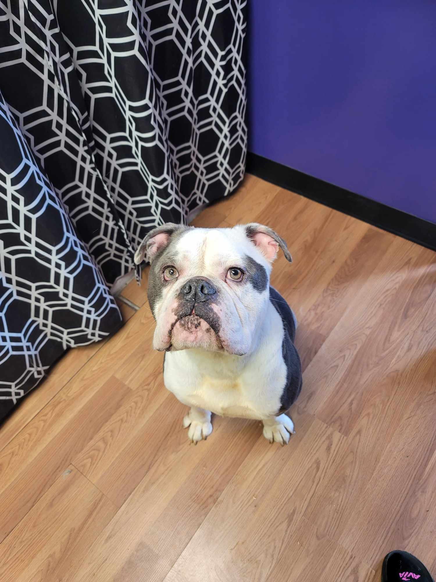 Enlarge Lumpy, a Adopted English Bulldog in Muskego, WI image 3/6