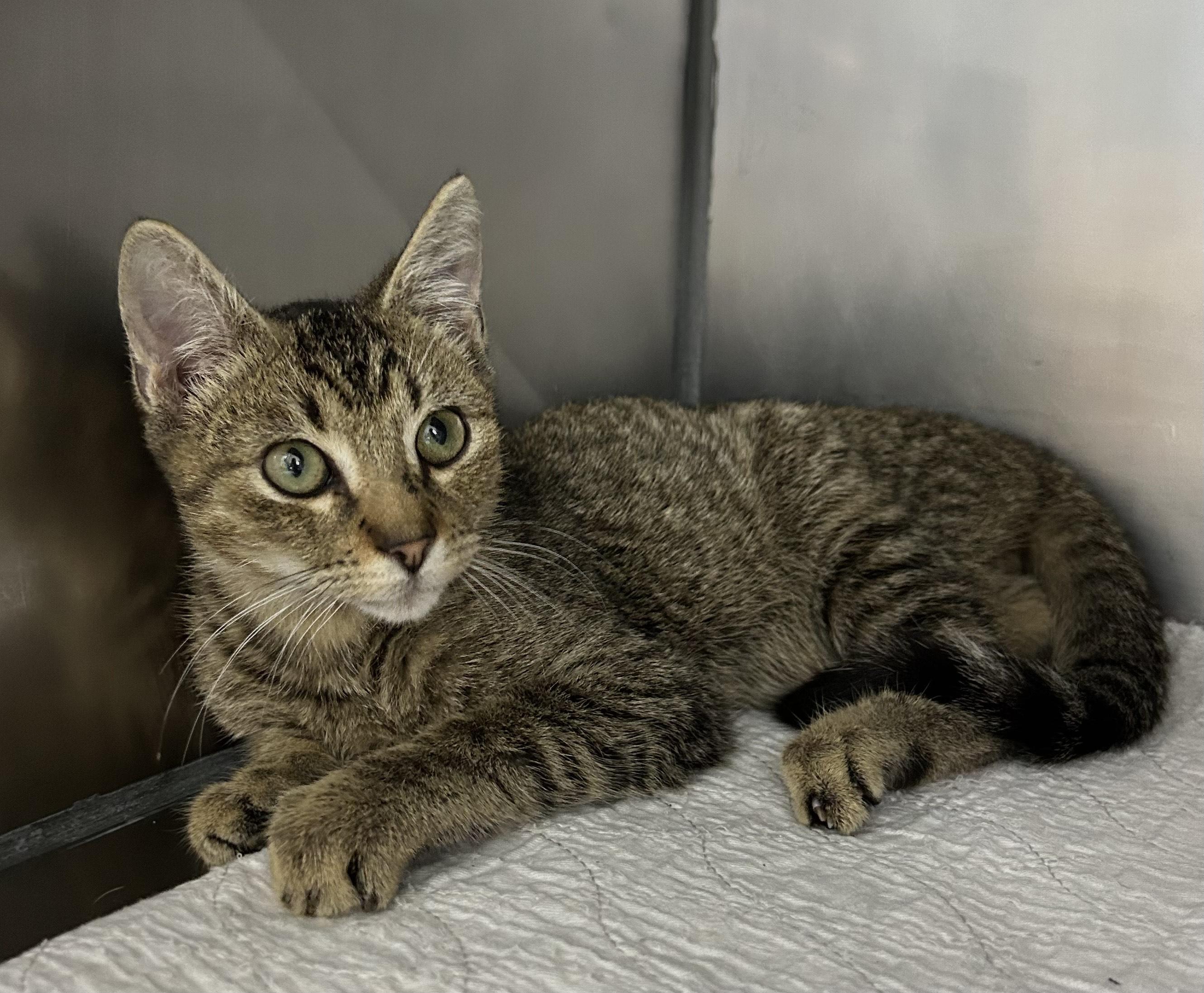 Enlarge Dewey, a Adoptable Domestic Short Hair in Mount Vernon, OH image 1/1