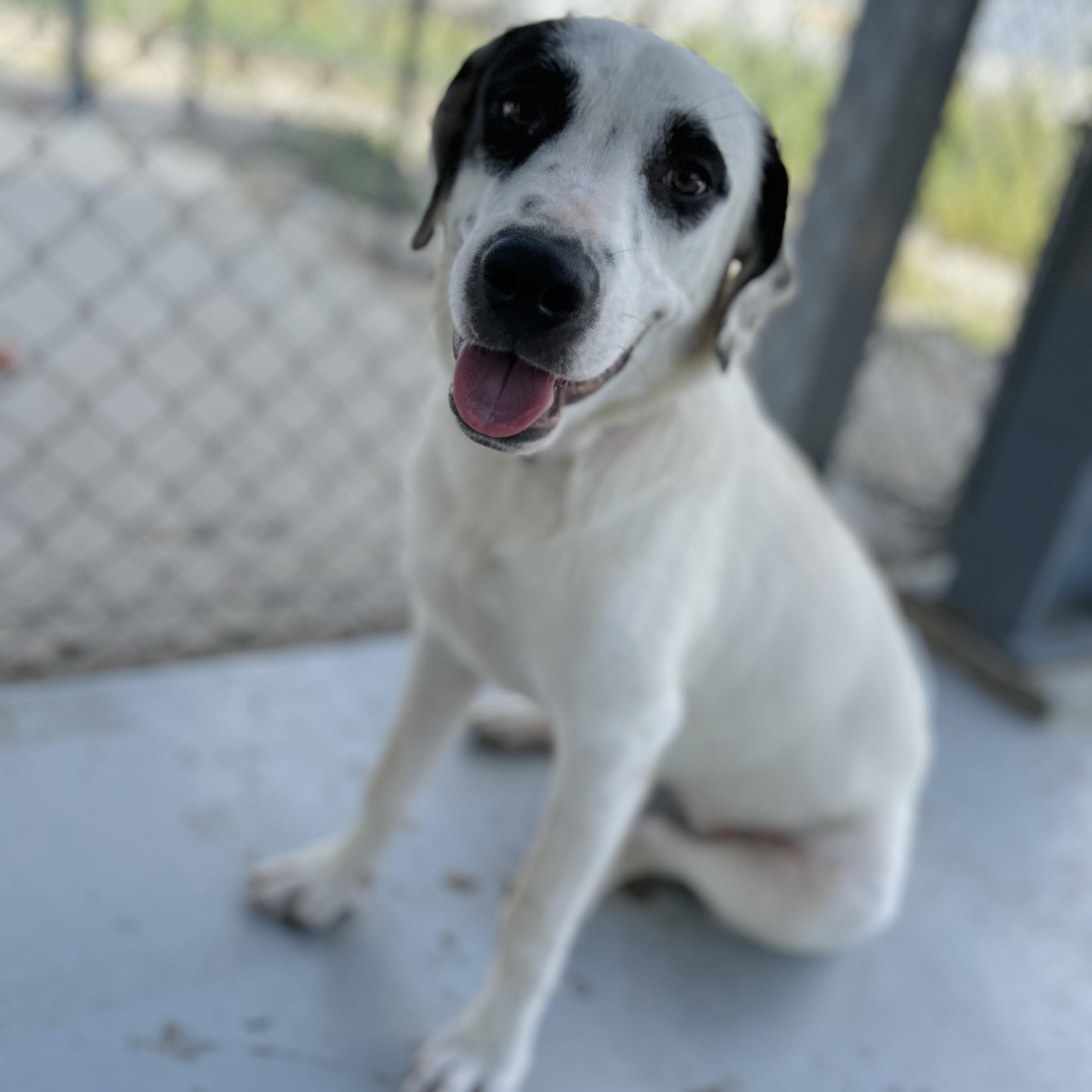 Enlarge Honey, an adopted mixed breed in Seguin, TX image 2/6
