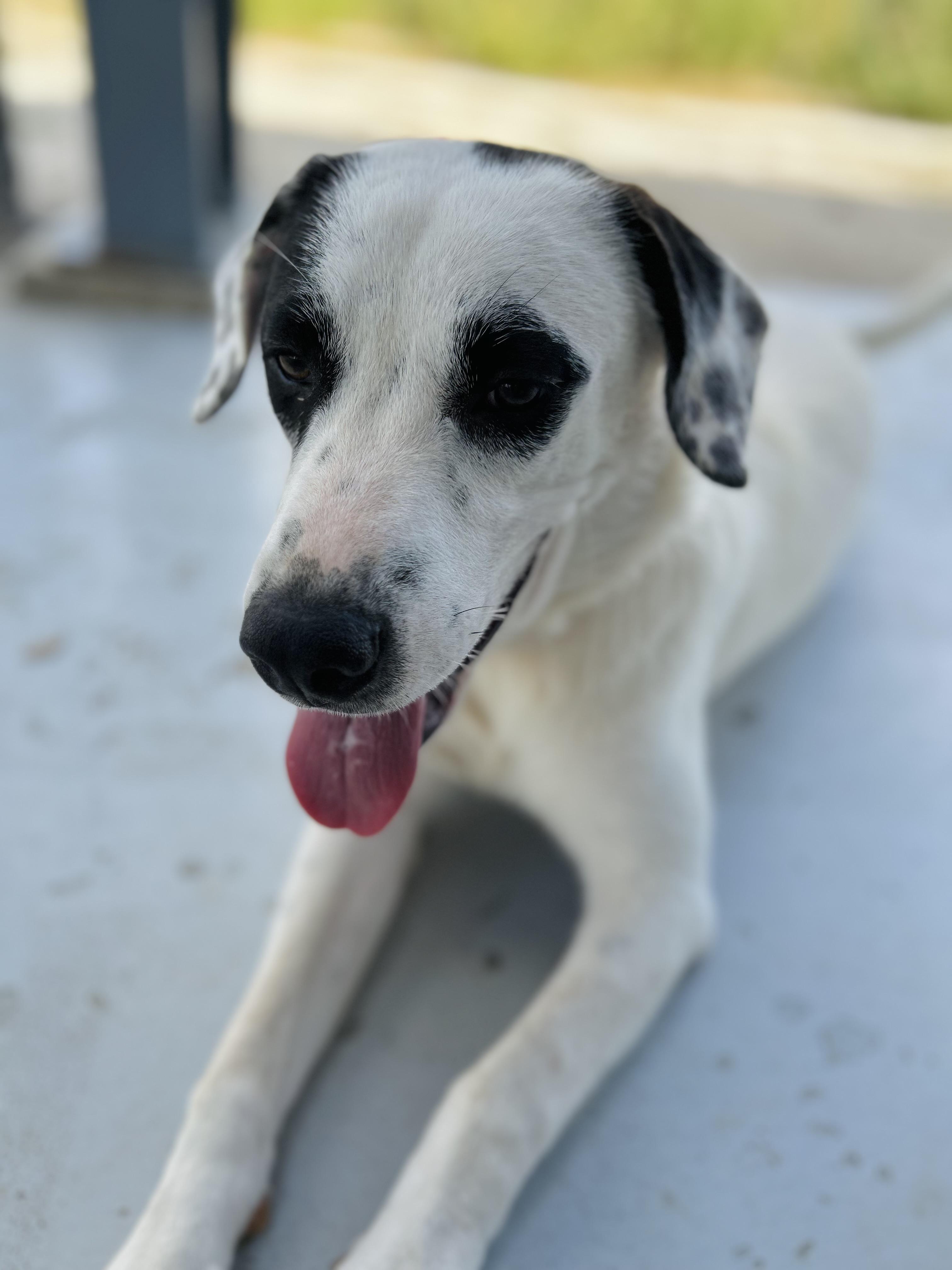 Enlarge Honey, an adopted mixed breed in Seguin, TX image 6/6