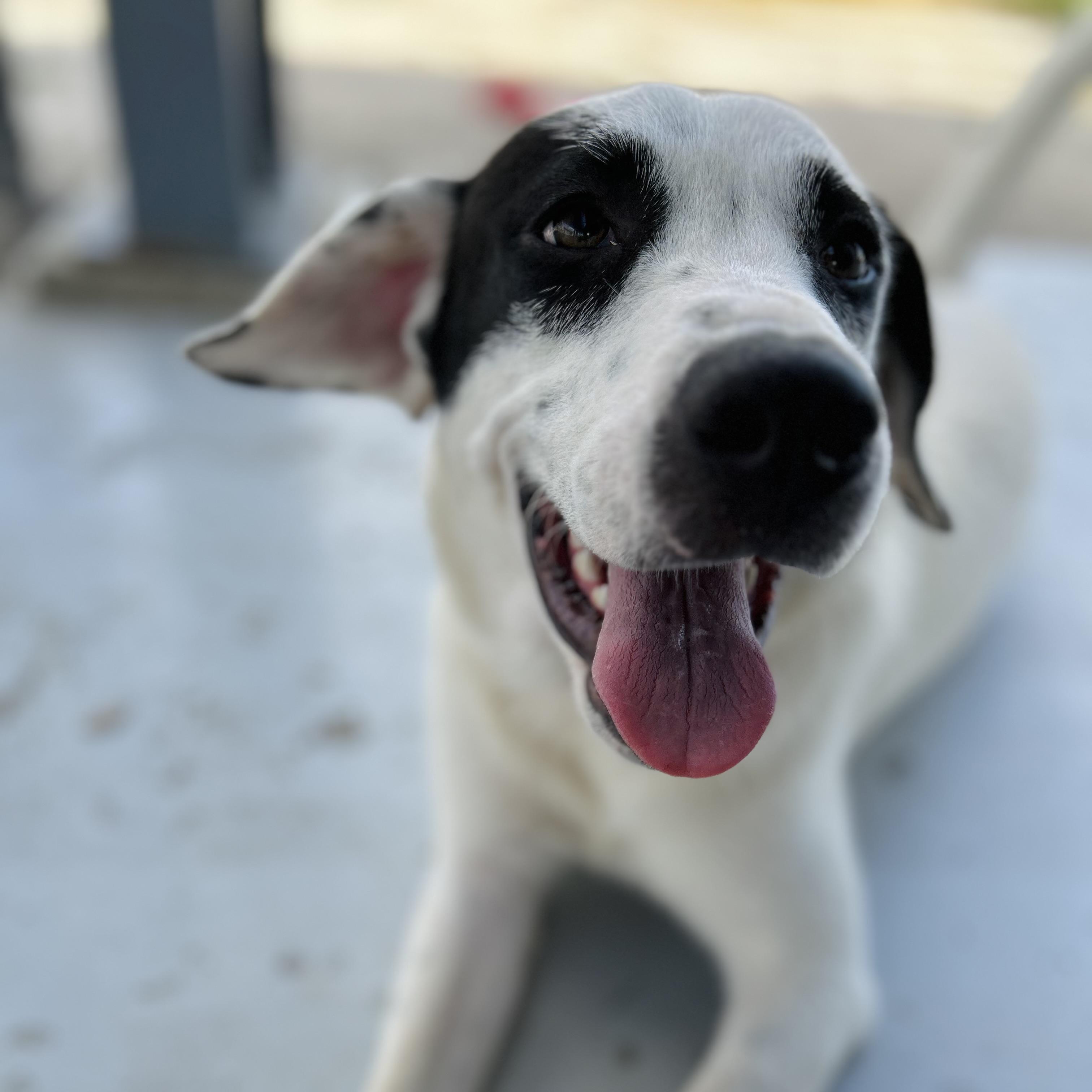 Enlarge Honey, an adopted mixed breed in Seguin, TX image 1/6
