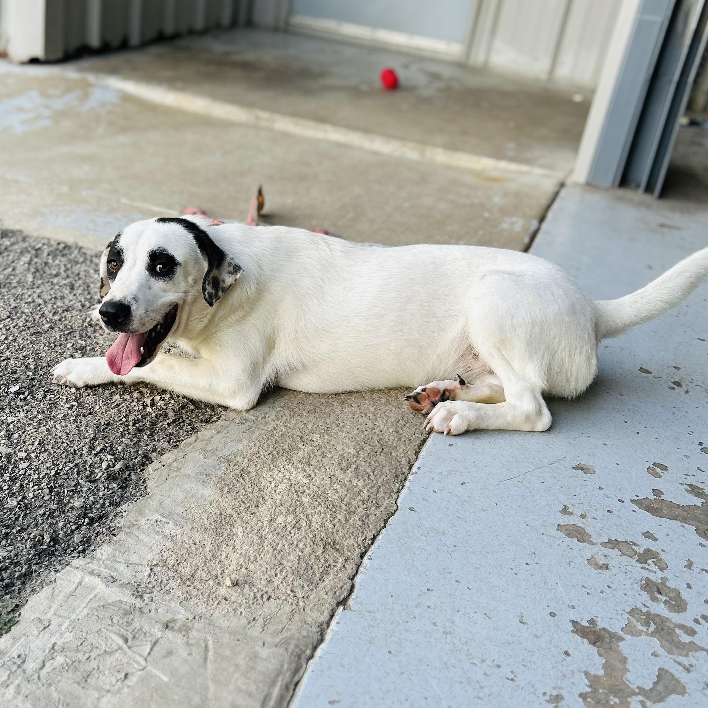 Enlarge Honey, an adopted mixed breed in Seguin, TX image 4/6