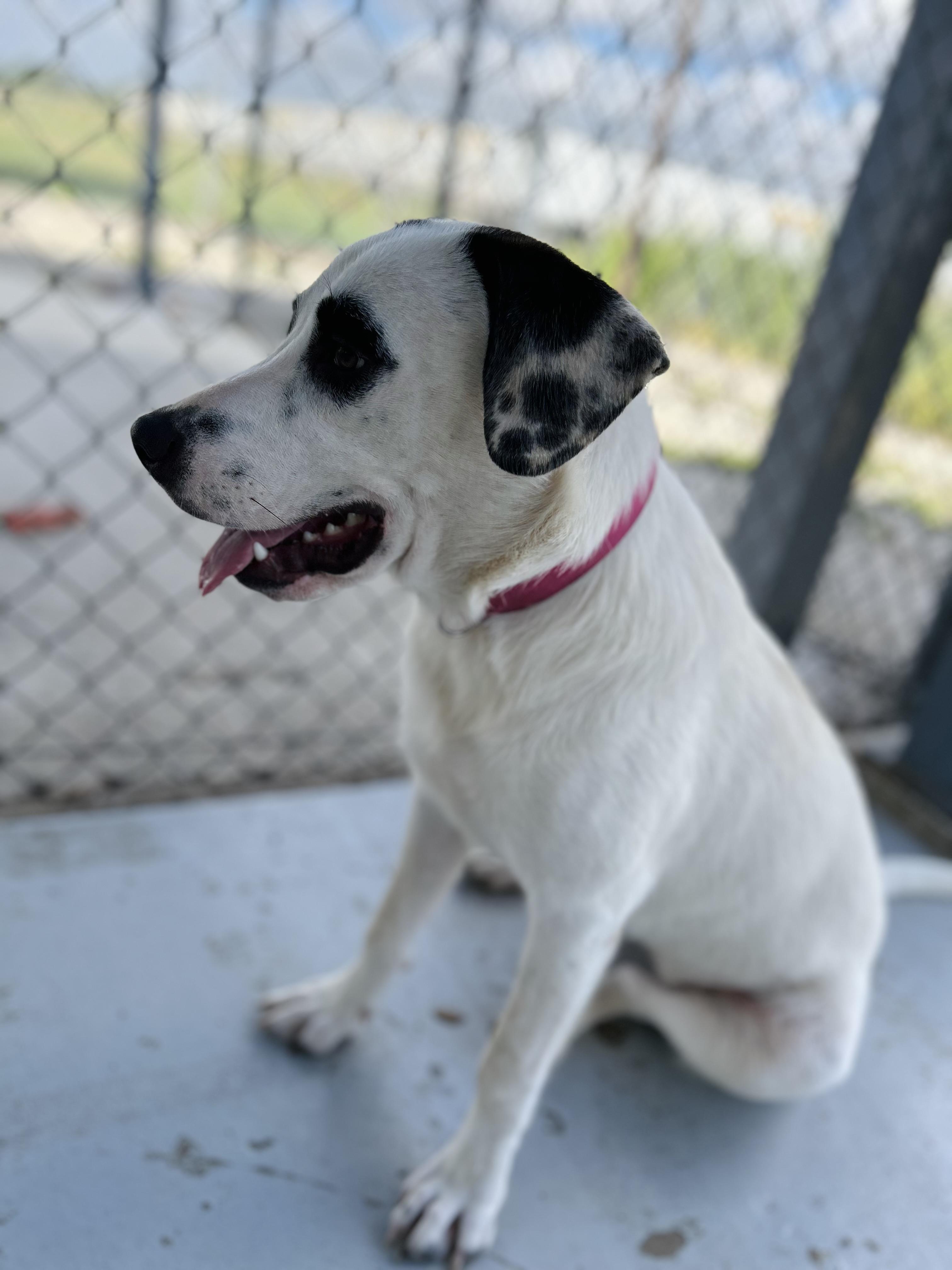 Enlarge Honey, an adopted mixed breed in Seguin, TX image 3/6