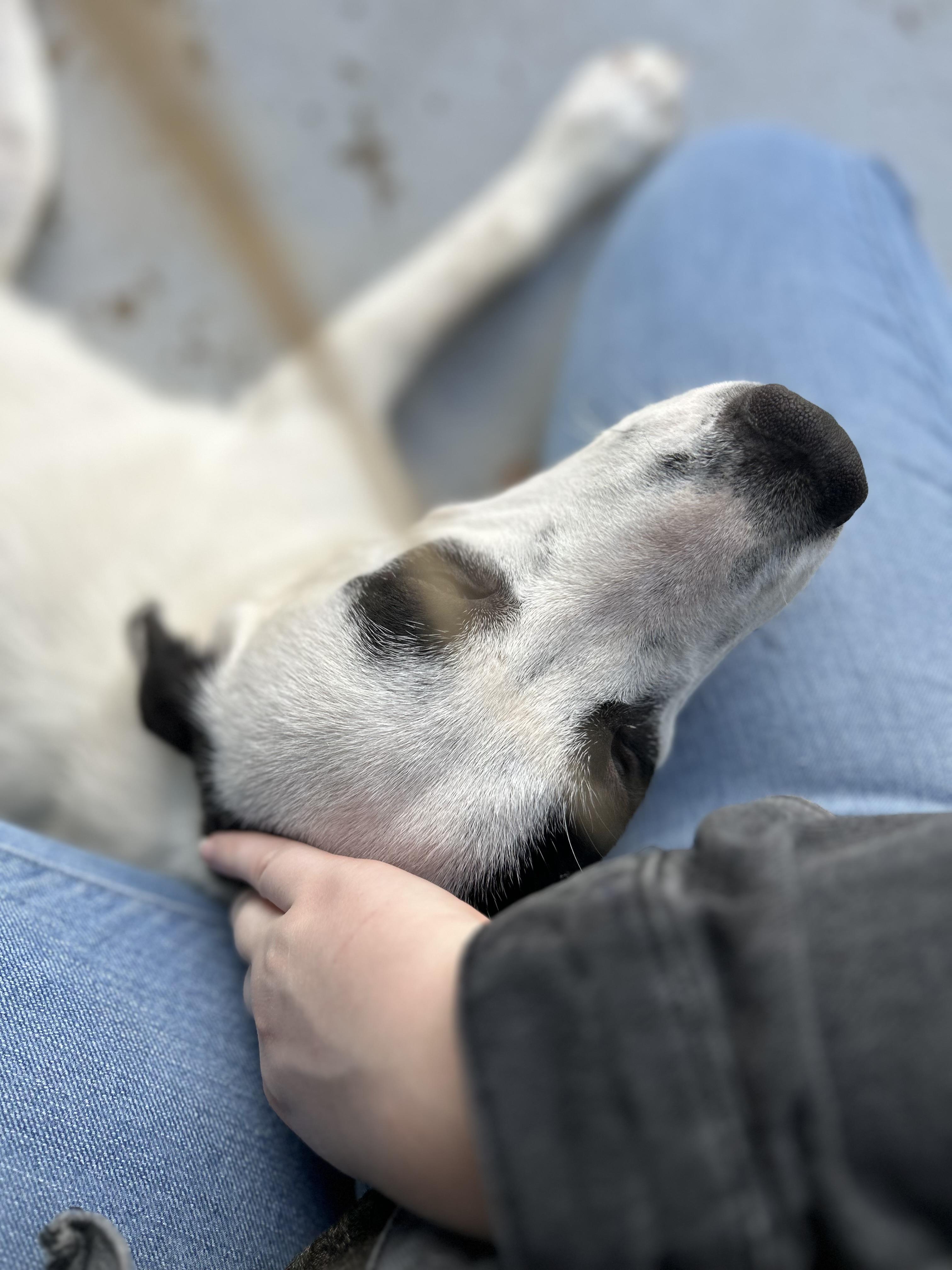 Enlarge Honey, an adopted mixed breed in Seguin, TX image 5/6