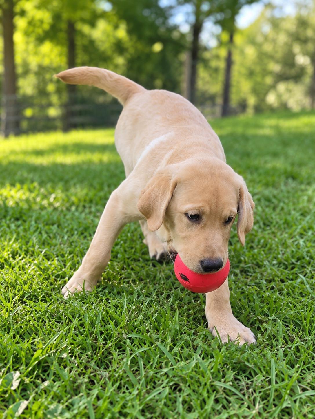 Enlarge Duke. ADOPT PENDING, a Adopted Labrador Retriever in Union Grove, WI image 3/3