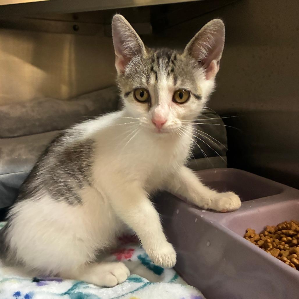 Enlarge Motel, a Adoptable American Shorthair in Danville, KY image 3/3