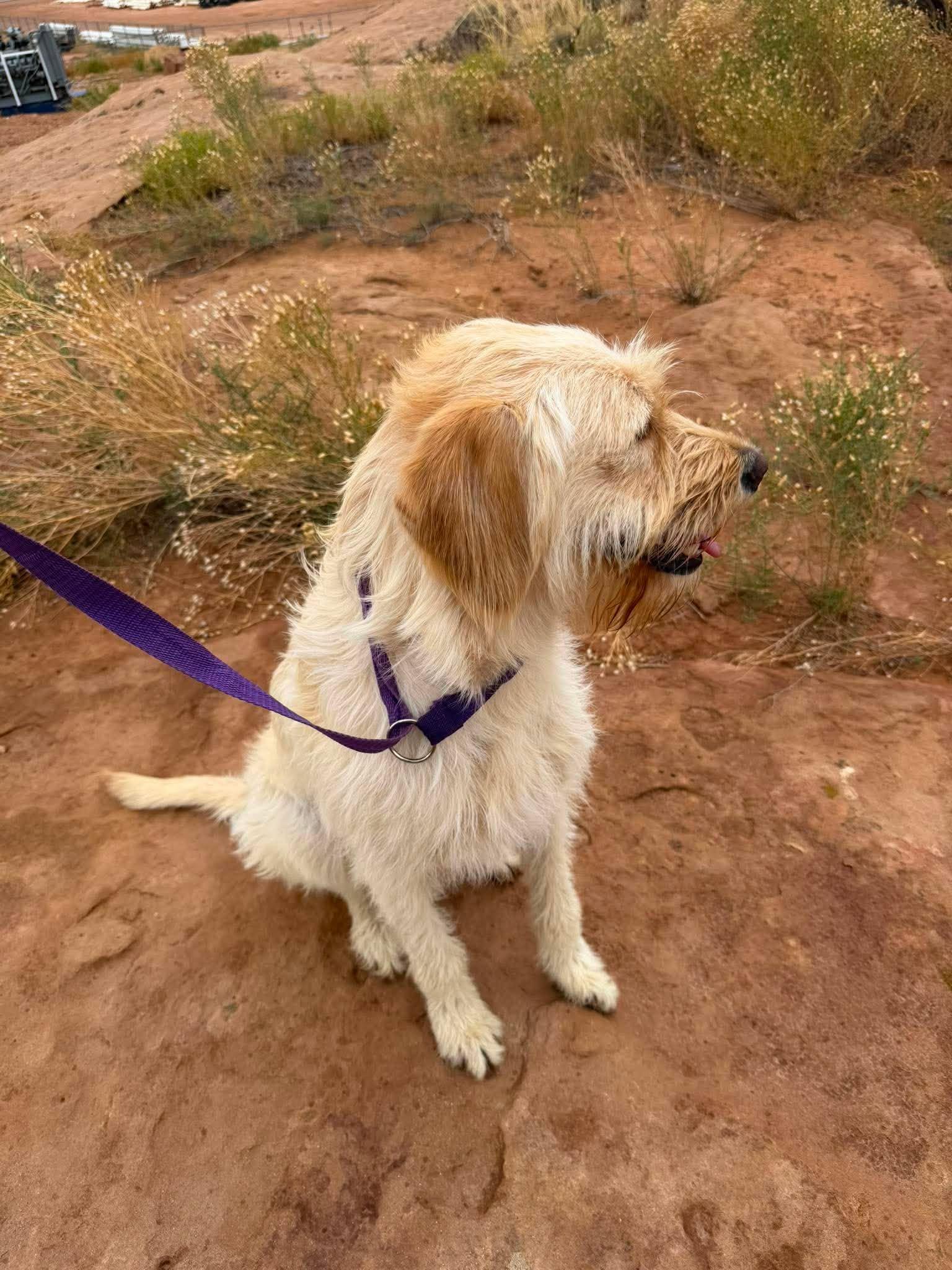 Nova, an adopted Labradoodle in Roosevelt, UT image 4/4