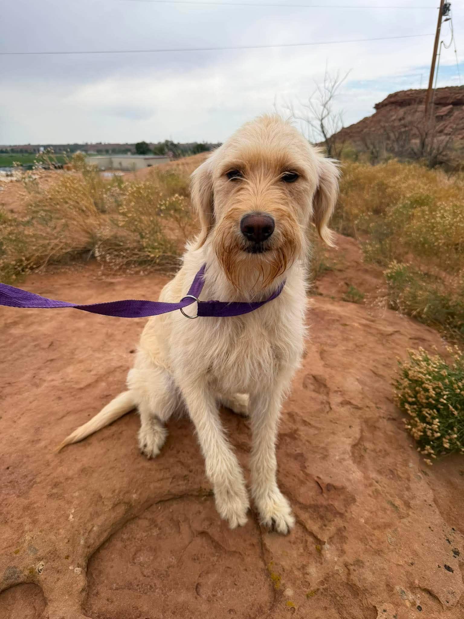 Nova, an adopted Labradoodle in Roosevelt, UT image 3/4