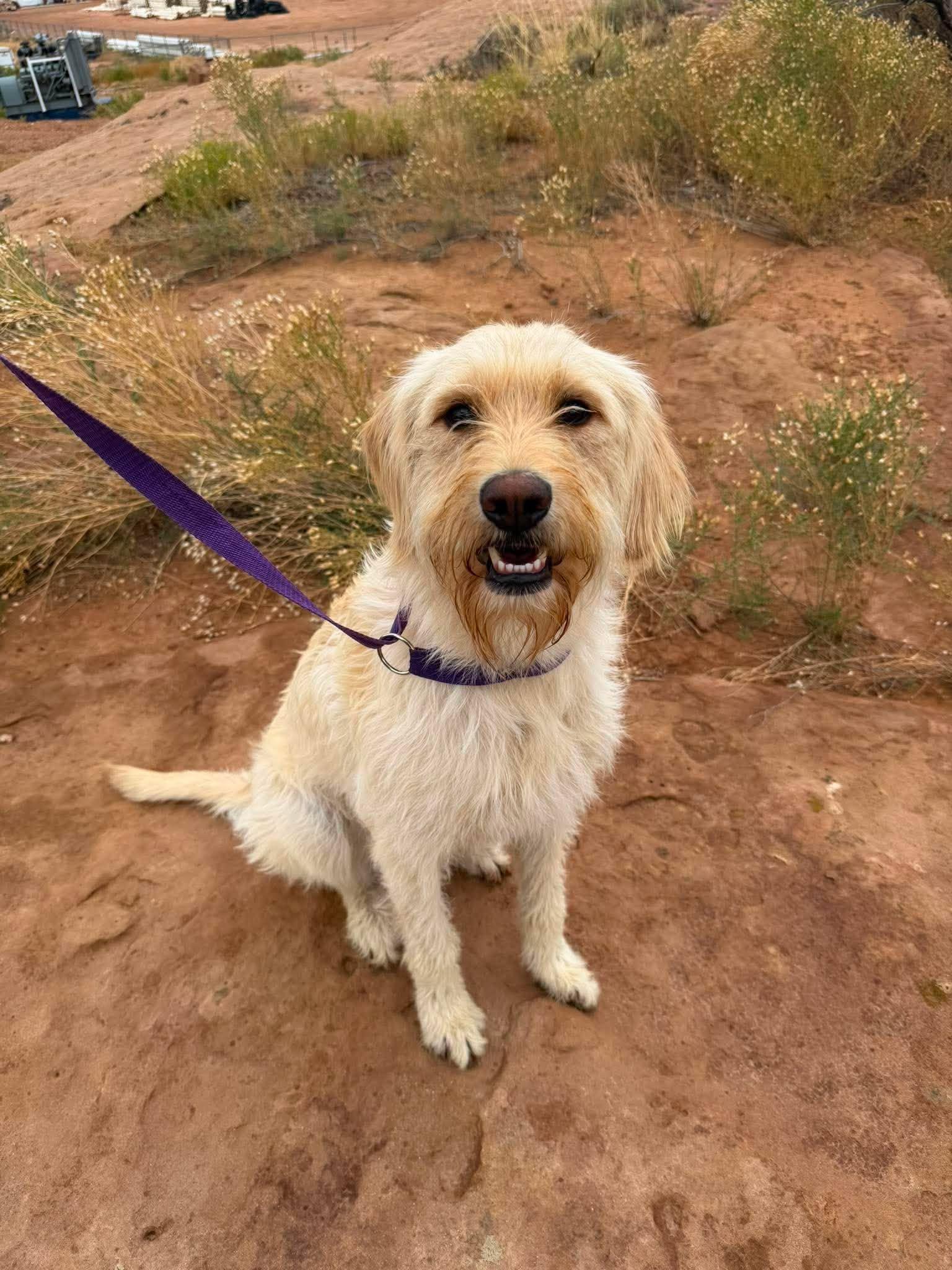 Nova, an adopted Labradoodle in Roosevelt, UT image 2/4