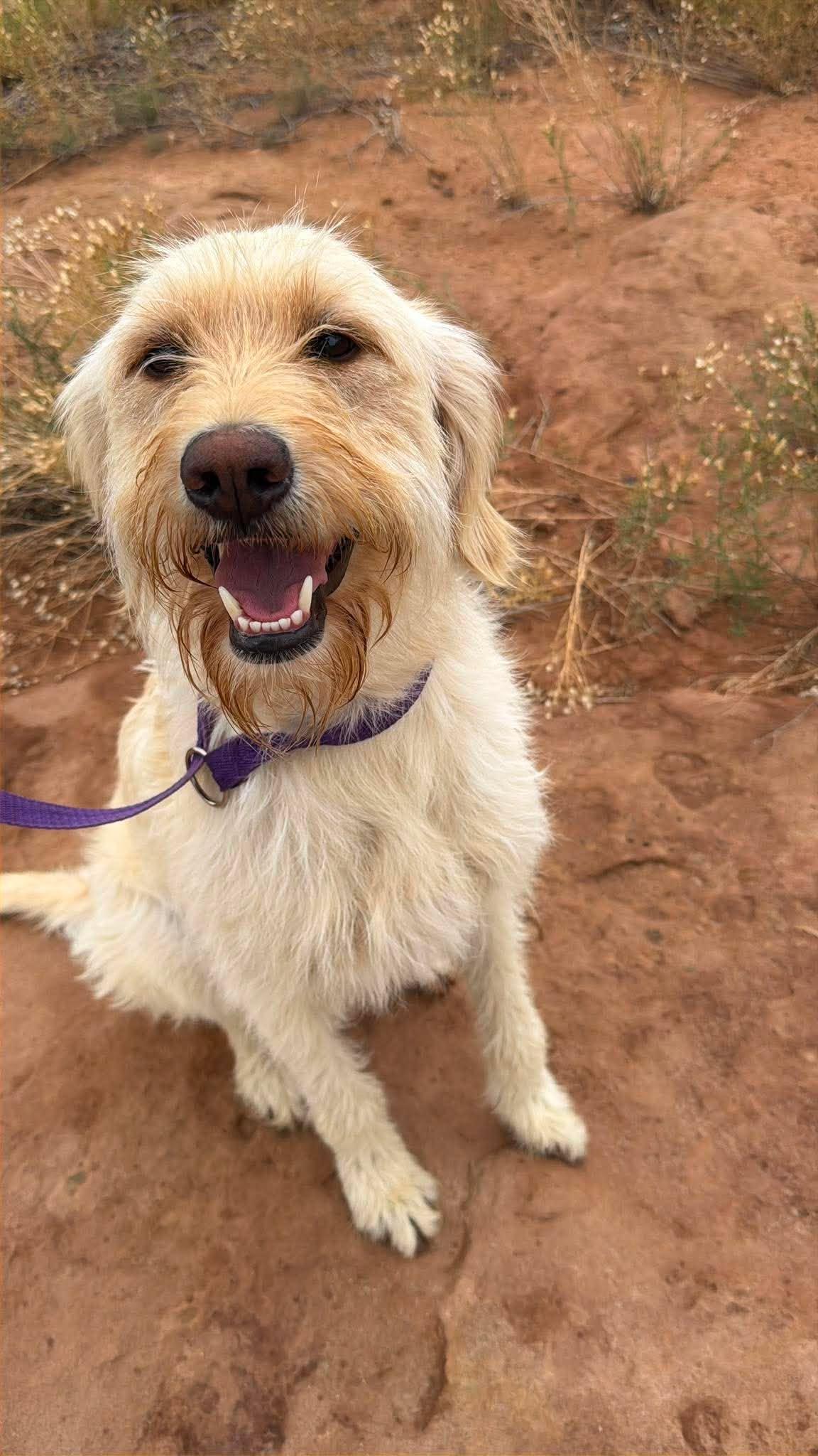 Nova, adopted, Adult Female Labradoodle.