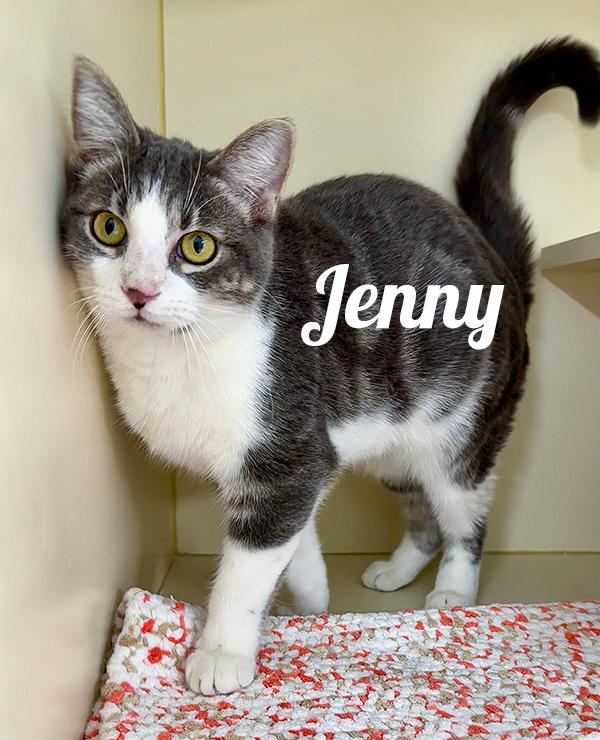 Jenny, Adoptable, Young Female Domestic Short Hair.