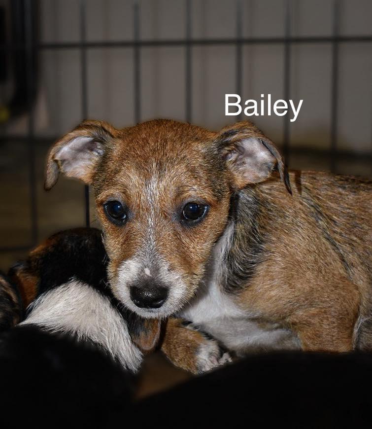 Enlarge Bailey, a Adoptable mixed breed in Matthews, NC image 1/1