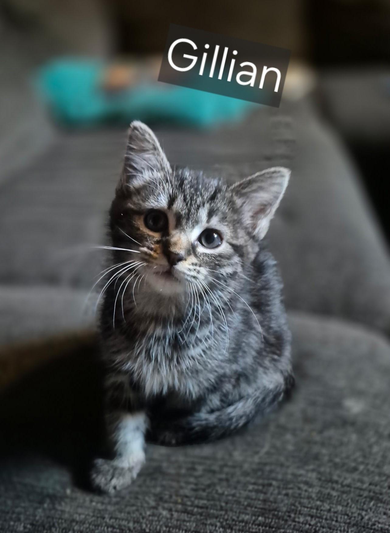 Gracie, a ADOPTABLE Domestic Short Hair in Floyd, VA image 4/4