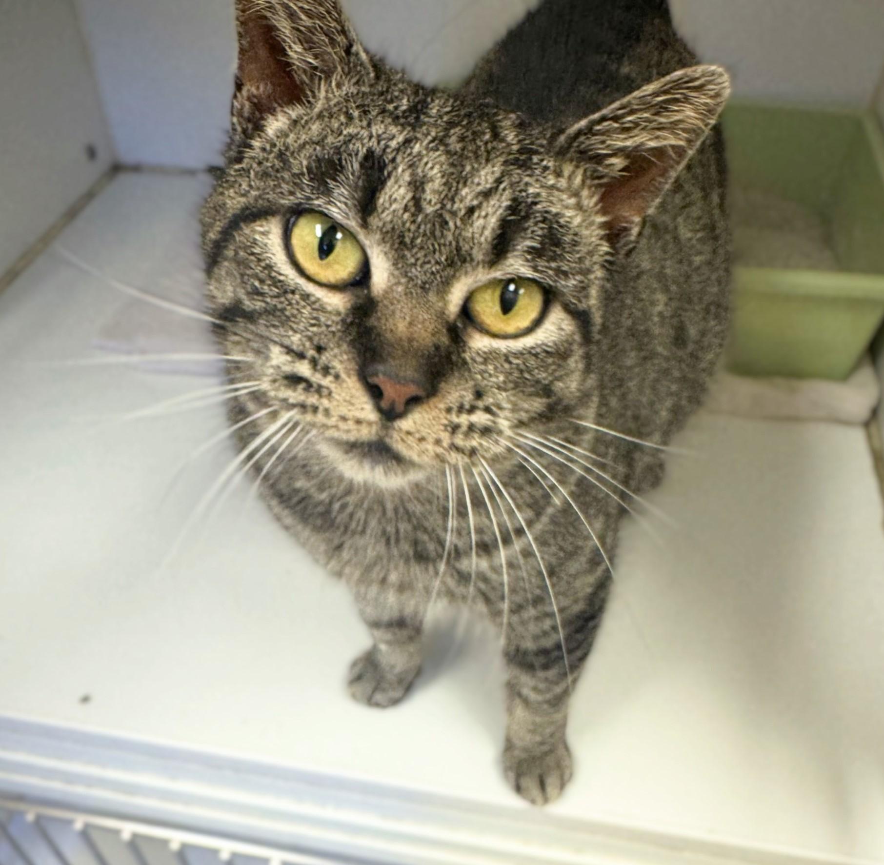 Gracie, a ADOPTABLE Domestic Short Hair in Floyd, VA image 1/4