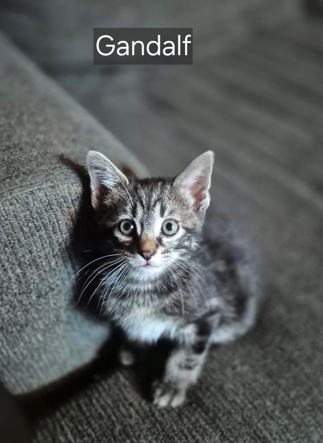 Gracie, a ADOPTABLE Domestic Short Hair in Floyd, VA image 3/4
