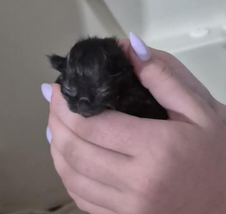 Enlarge Gracie, a ADOPTABLE Domestic Short Hair in Floyd, VA image 3/4