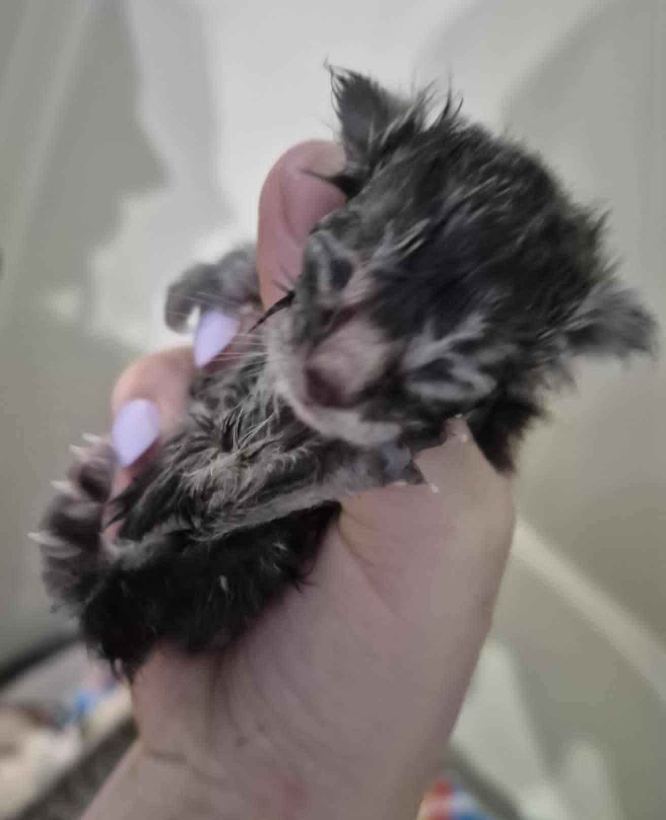 Enlarge Gracie, a ADOPTABLE Domestic Short Hair in Floyd, VA image 4/4