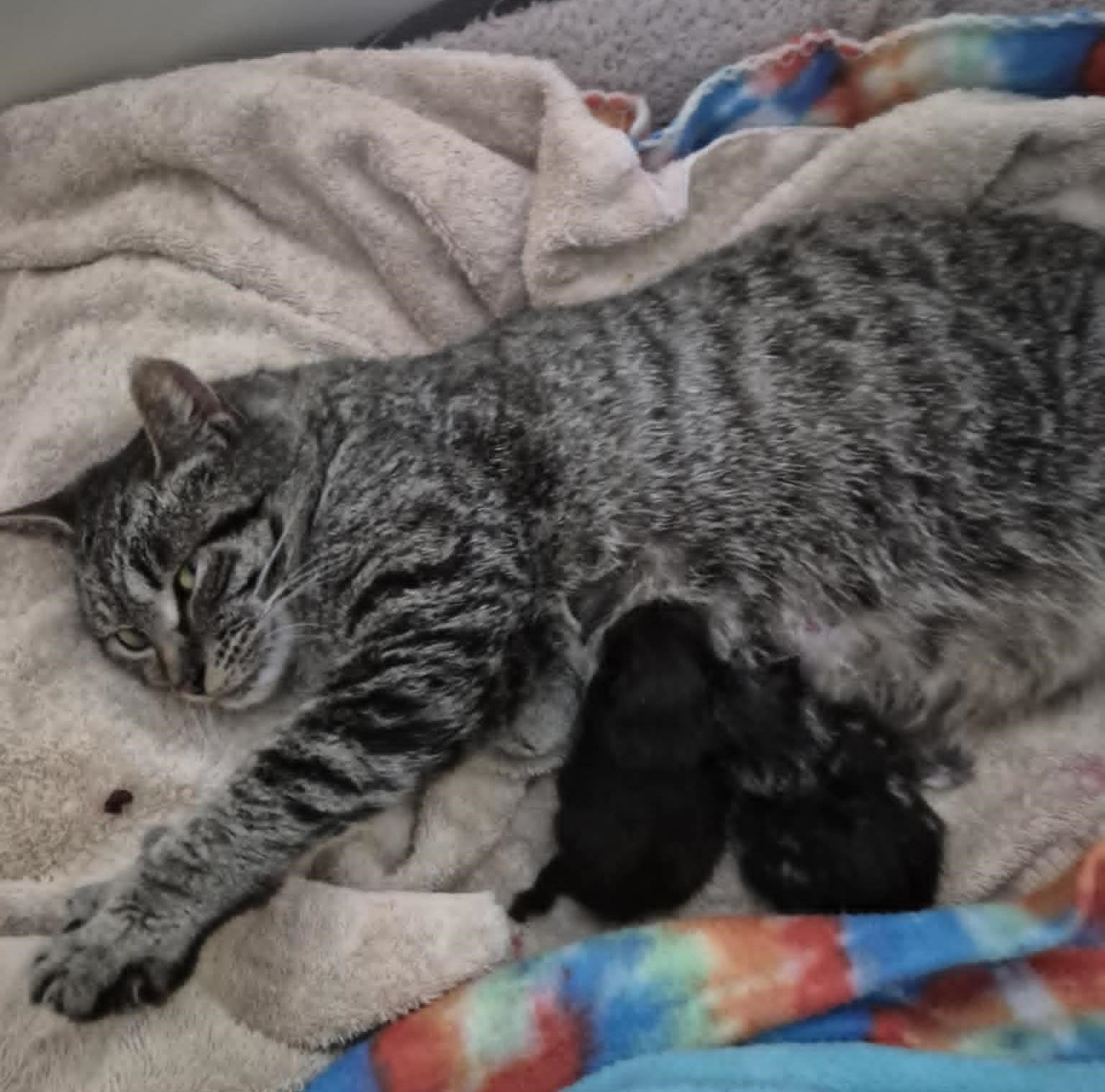 Enlarge Gracie, a ADOPTABLE Domestic Short Hair in Floyd, VA image 1/4