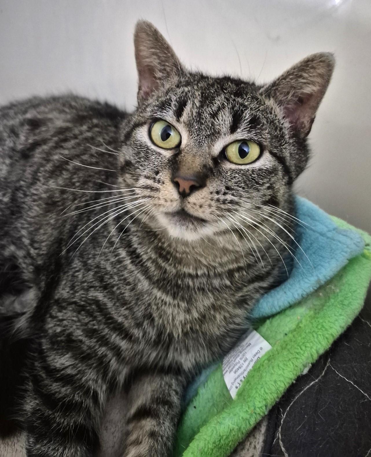 Gracie, a ADOPTABLE Domestic Short Hair in Floyd, VA image 2/4