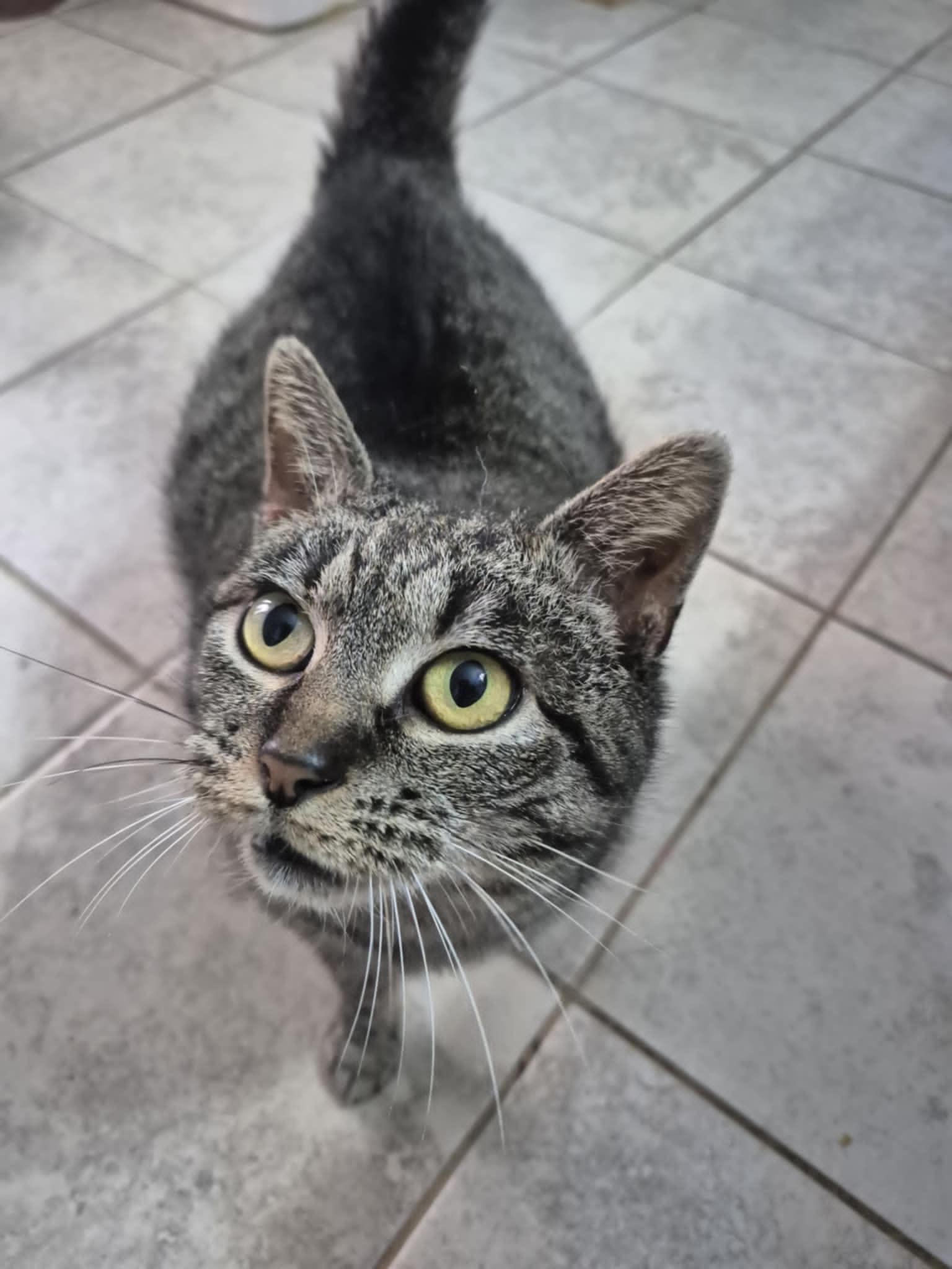 Enlarge Gracie, a ADOPTABLE Domestic Short Hair in Floyd, VA image 2/4