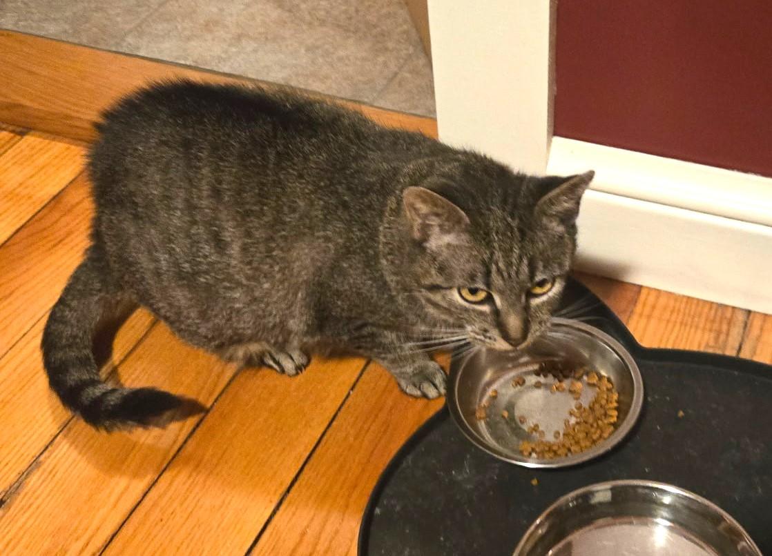 Gracie, a ADOPTABLE Domestic Short Hair in Floyd, VA image 1/3