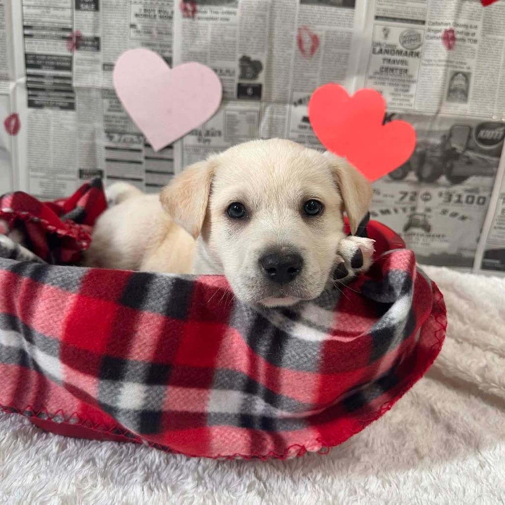 Enlarge Juliet, an adopted mixed breed in Graham, TX image 1/1