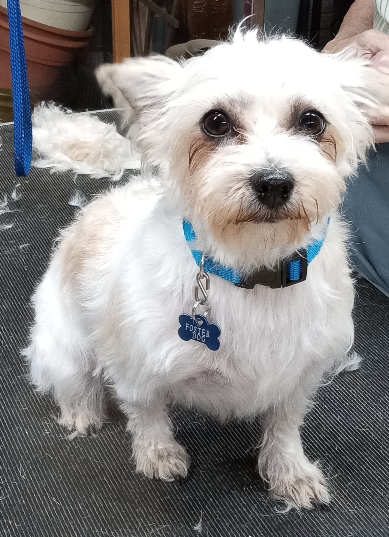 Dolly, Adopted, Young Female Shih Tzu & Yorkshire Terrier.