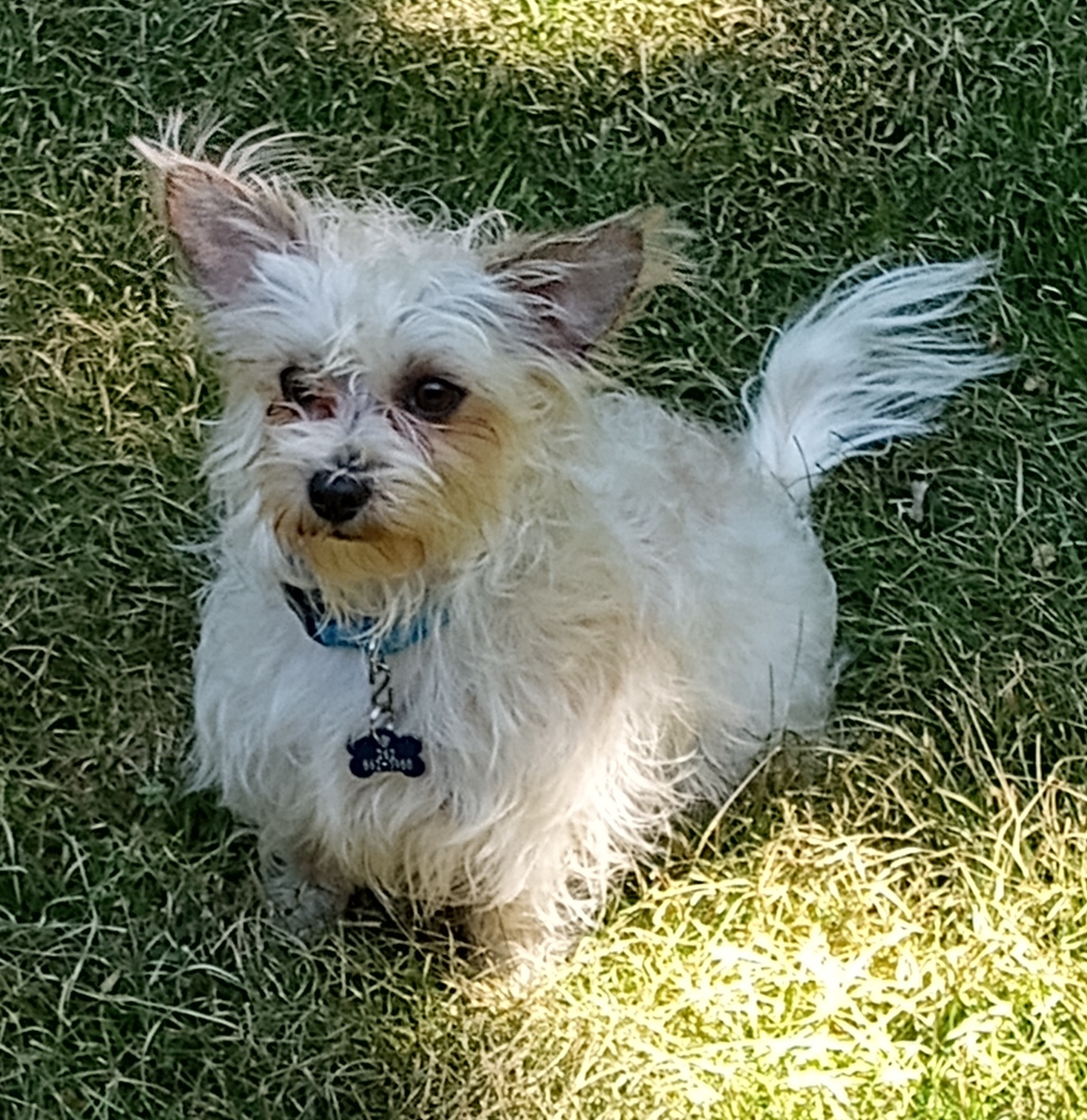 Enlarge Dolly, a Adopted mixed breed in Merrill, WI image 2/4