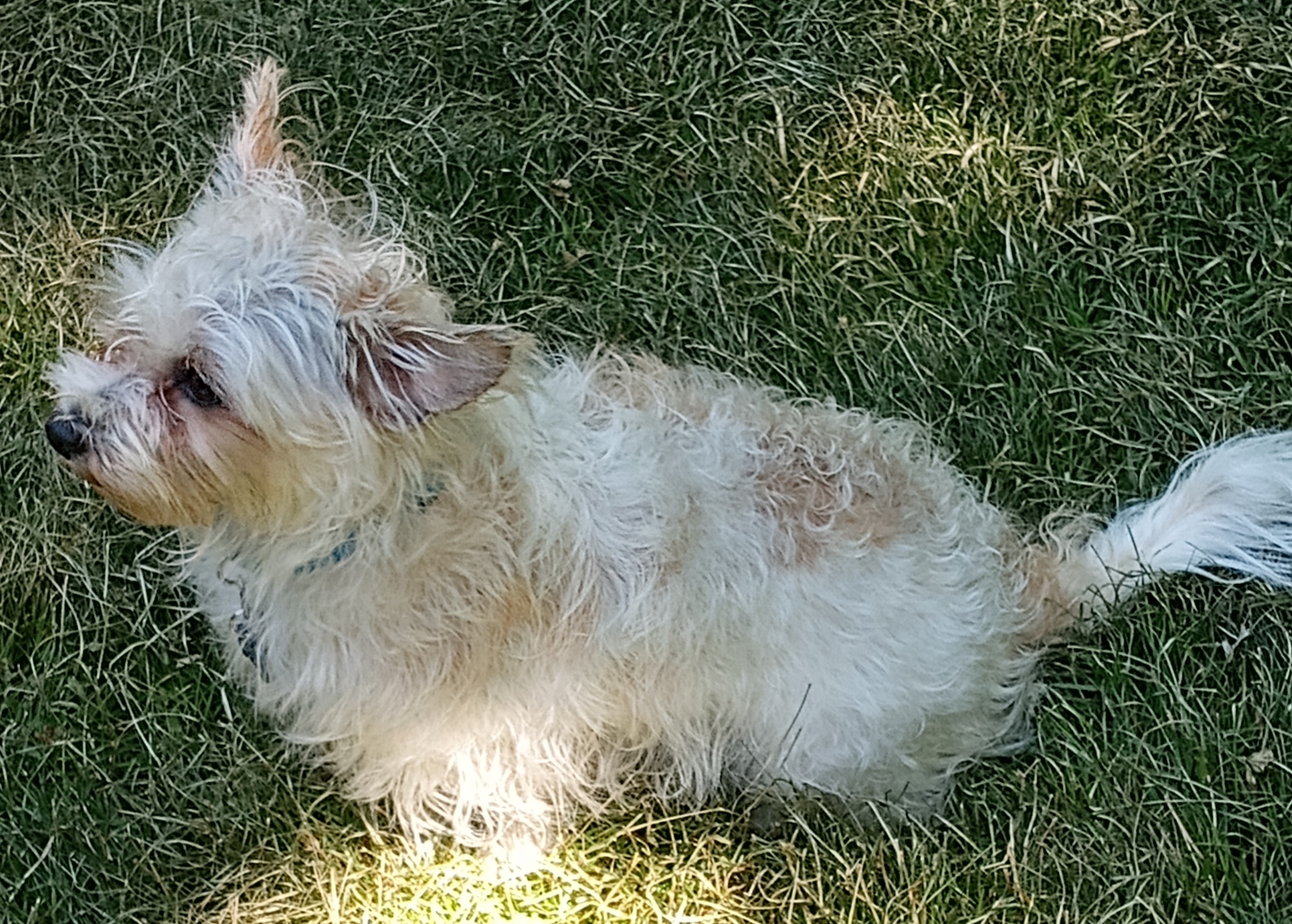 Enlarge Dolly, a Adopted mixed breed in Merrill, WI image 4/4