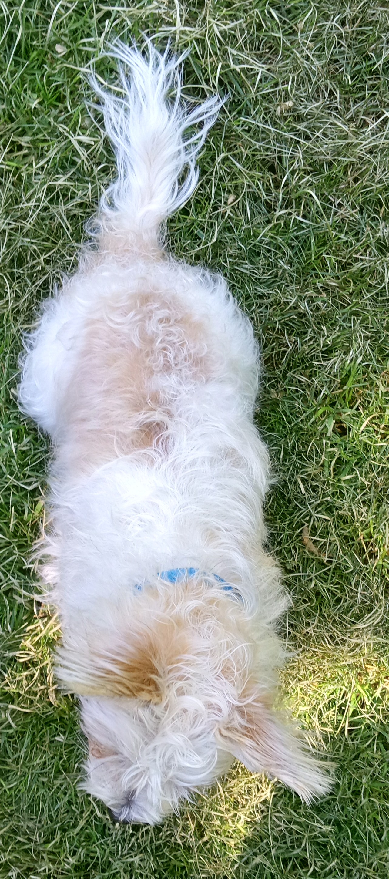 Enlarge Dolly, a Adopted mixed breed in Merrill, WI image 3/4