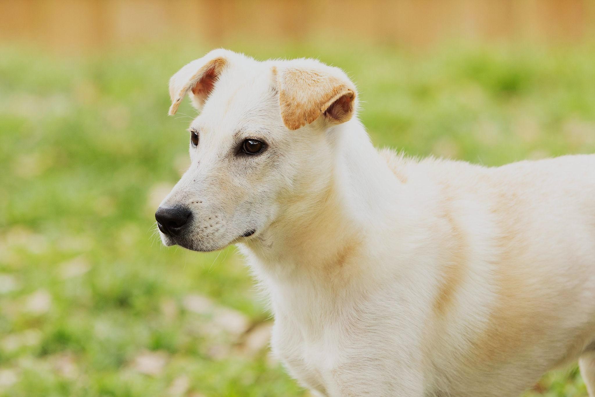Marge Labrador Retriever Dog