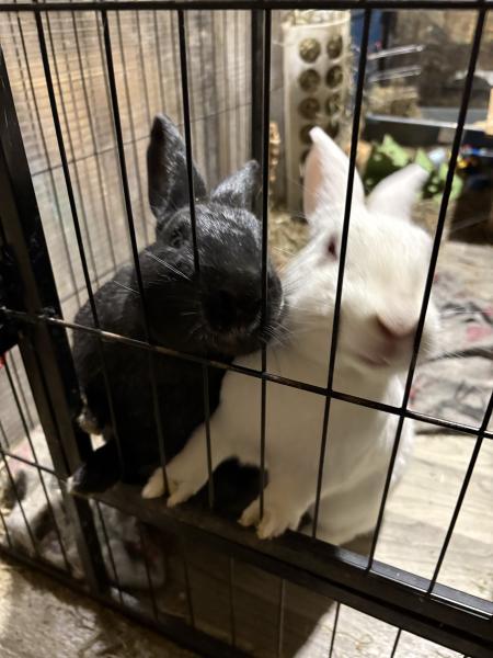 TinkerBell, Adoptable, Adult Female New Zealand.