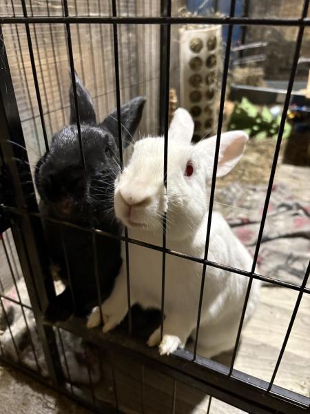 Enlarge TinkerBell, a Adoptable New Zealand in Kalamazoo, MI image 2/3